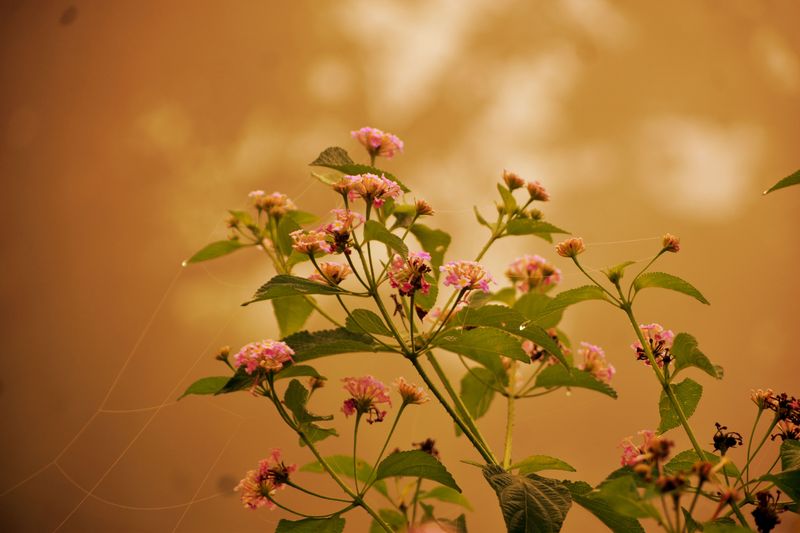 Pinch Stem Tips To Encourage Bushier Growth Pinch Stem Tips To Encourage Bushier Growth