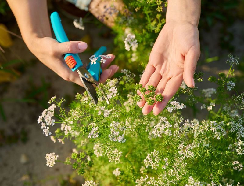 Pinch The First Flower Stalk, But Expect A Limit Pinch The First Flower Stalk, But Expect A Limit