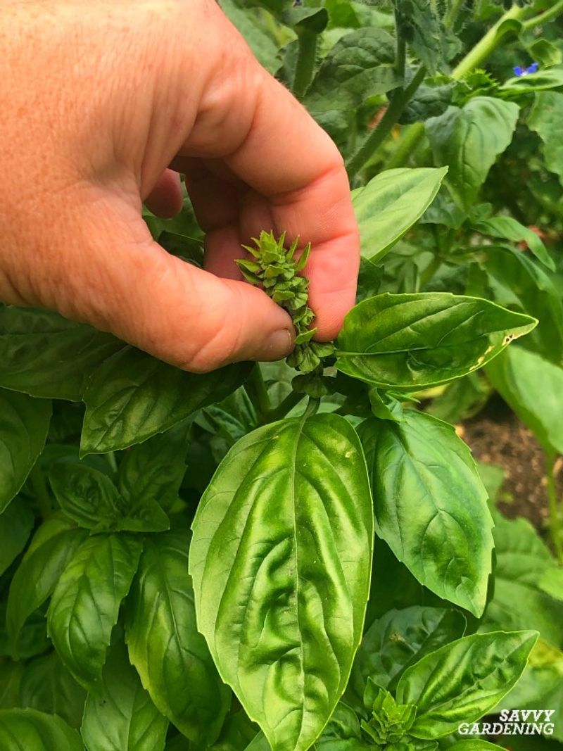 Pinching Flower Buds Keeps The Flavor Fresher