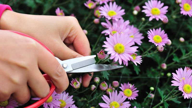 Pinching Is An Early-Summer Job Pinching Is An Early-Summer Job