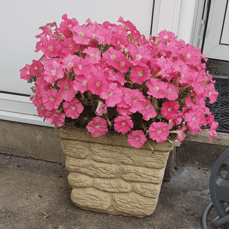 Pinching Techniques For Fuller Plants
