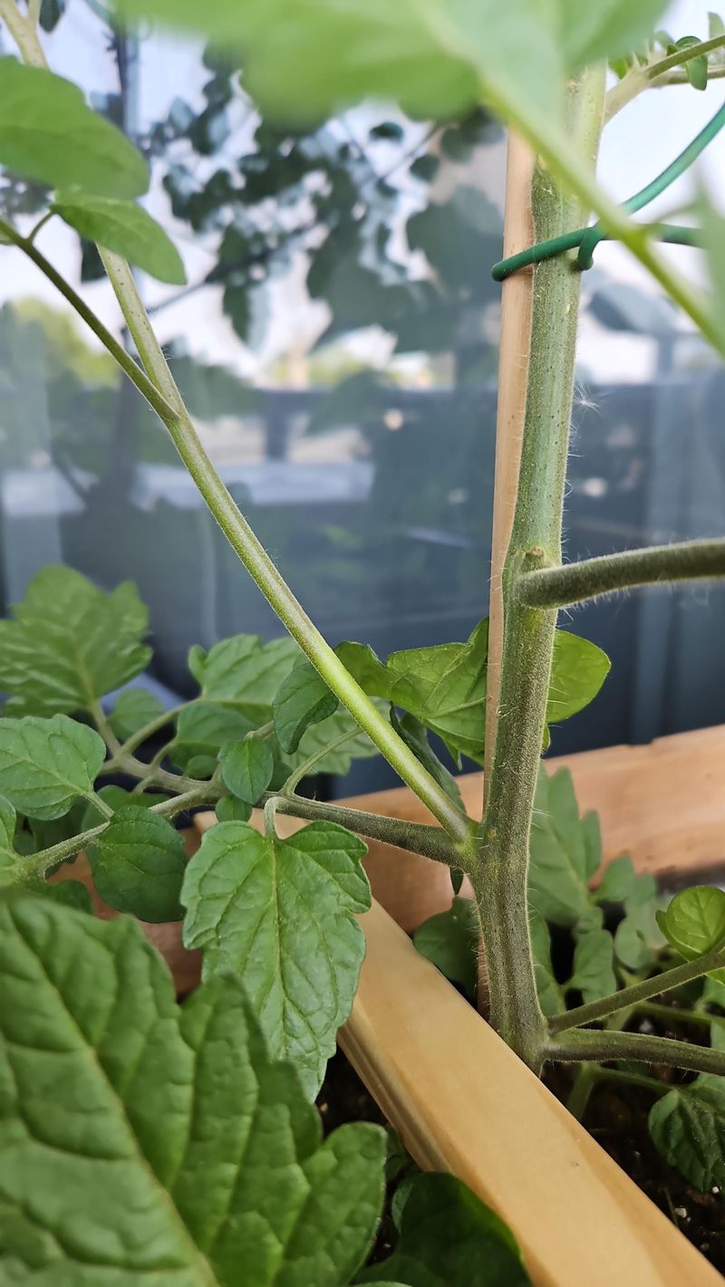 Pinching The Main Growing Tip Redirects Growth Pinching The Main Growing Tip Redirects Growth