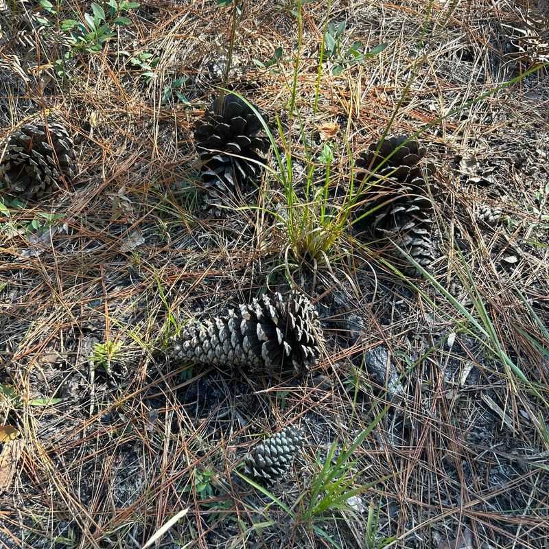 Pine Cones Add Slow Organic Matter