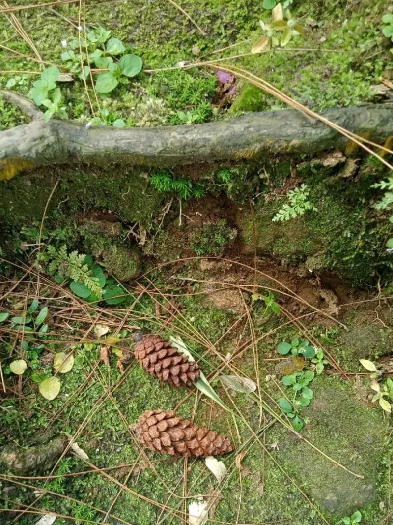 Pine Cones Are Naturally Abundant