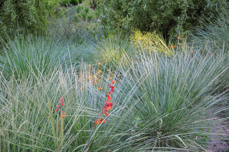 Pine Muhly Keeps The Edge Light And Airy