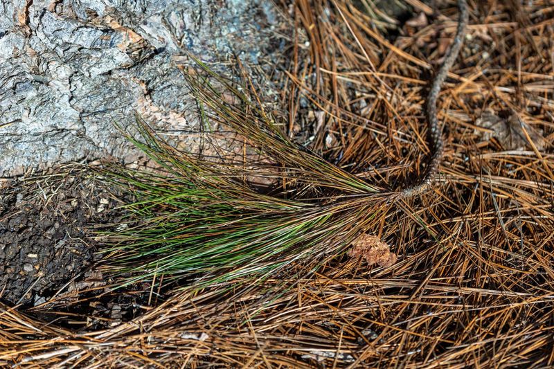 Pine Needles Collect Where Embers Can Land