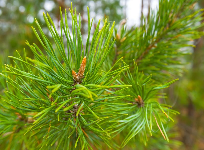 Pine Trees Often Do Better Without Routine Fertilizer