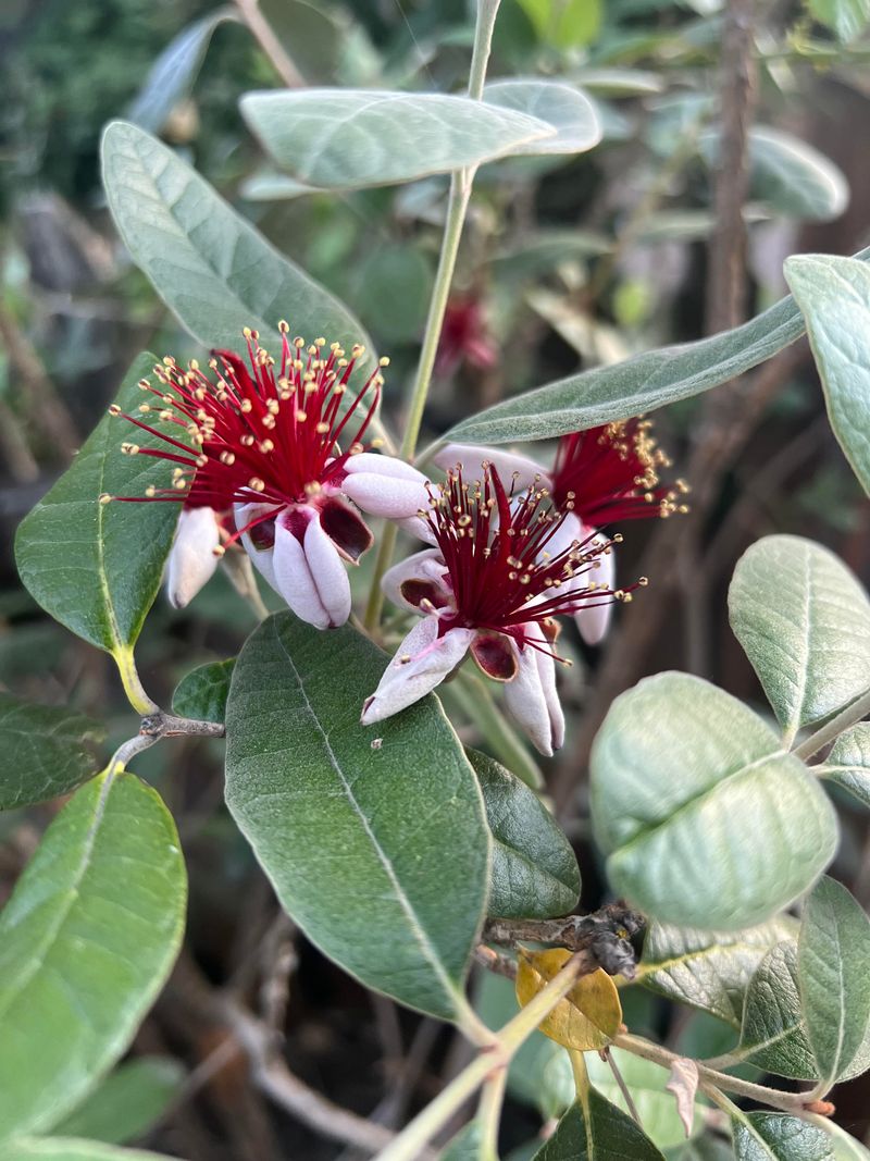 Pineapple Guava Handling Dry Summers With Silver Foliage