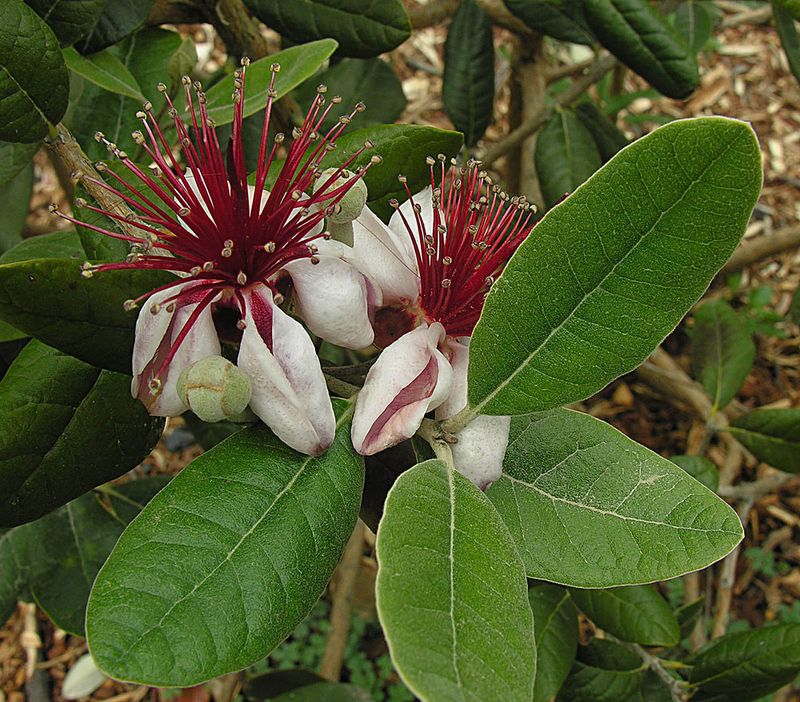 Pineapple Guava Works Well As A Smaller Privacy Hedge Pineapple Guava Works Well As A Smaller Privacy Hedge