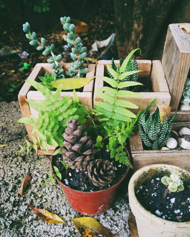 Pinecones Pushed Into The Soil Around Plants