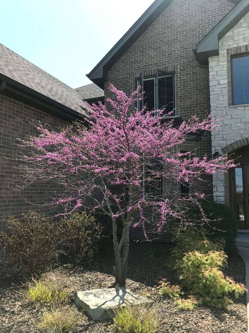Pink Blooms Put On An Early Spring Show