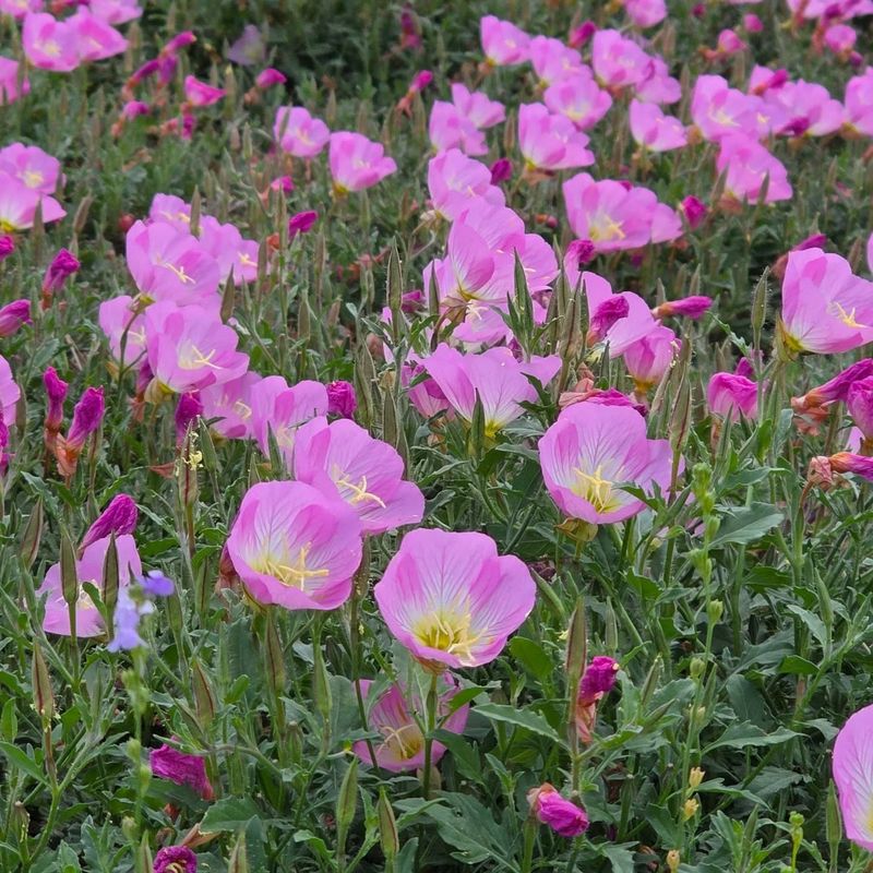 Pink Evening Primrose