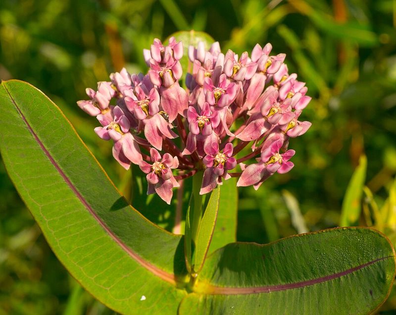 Pink Flower Clusters Give The Garden A Different Kind Of Milkweed