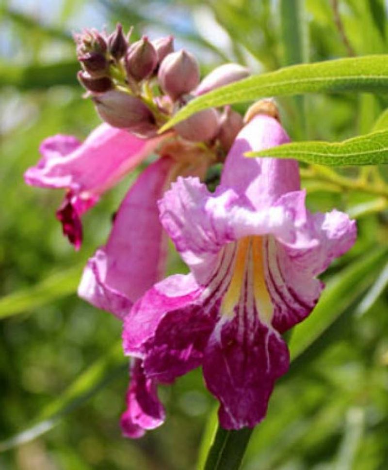 Pink Flowers Bring Color Through The Warm Season Pink Flowers Bring Color Through The Warm Season
