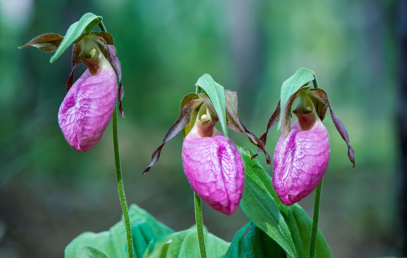 Pink Lady's Slipper Pink Lady's Slipper