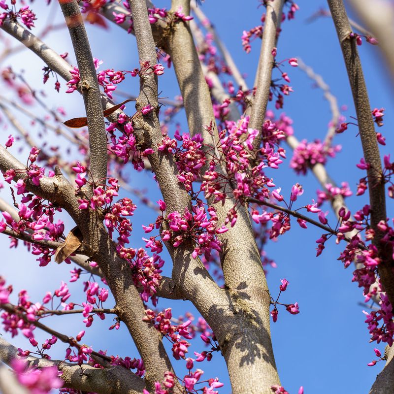Pink Spring Flowers Cover Its Bare Branches