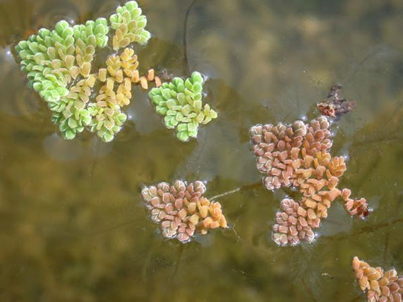 Pinnate Mosquitofern Floated Onto The Prohibited List