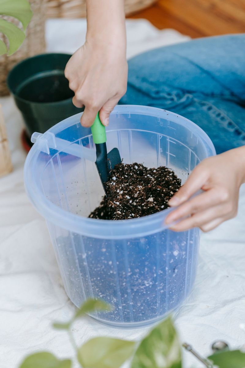 Place Cuttings In Moist Potting Mix Place Cuttings In Moist Potting Mix