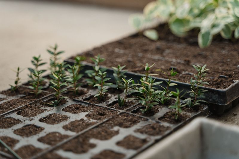 Place Cuttings In Moist, Well-Draining Soil