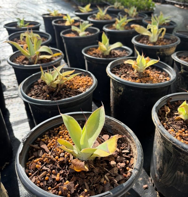 Place Each Pup In Fast-Draining Soil