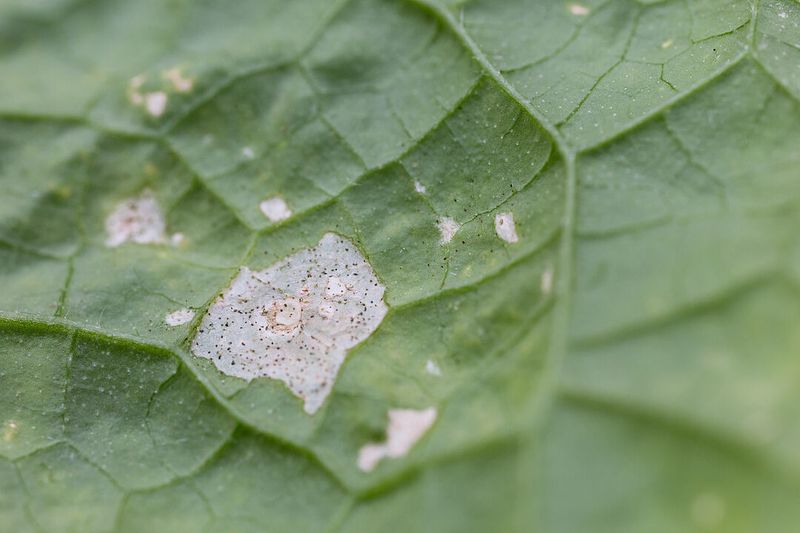 Place Each Shrub Where Thrips Gather First Place Each Shrub Where Thrips Gather First