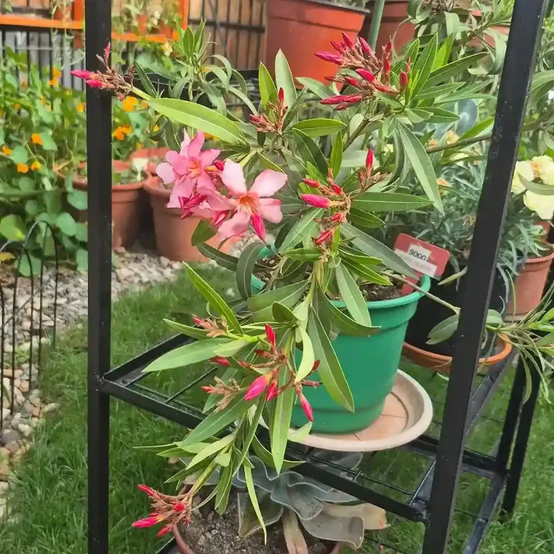 Place Oleander Away From High Traffic Areas Place Oleander Away From High Traffic Areas