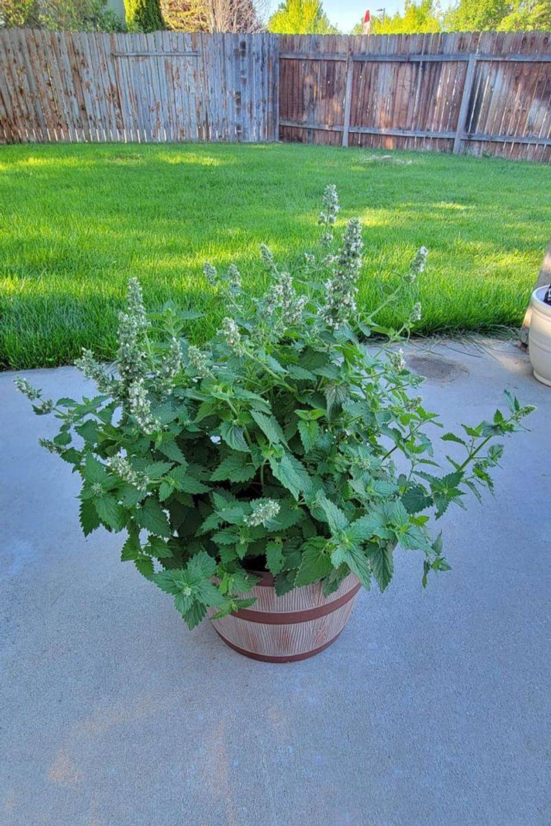Place Potted Catnip Near Doors And Steps