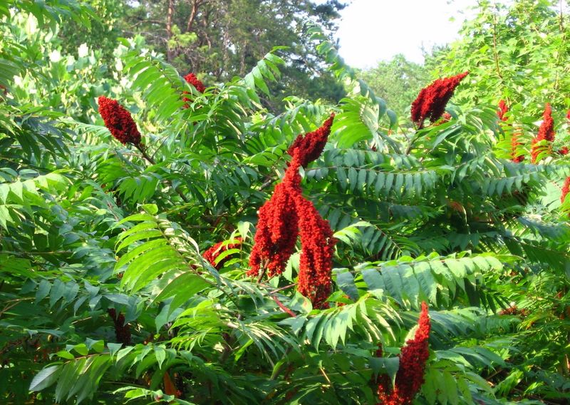 Place The Shrub Where Sun Fuels Fuller Growth Place The Shrub Where Sun Fuels Fuller Growth