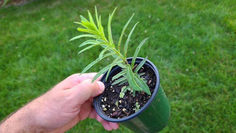 Place The Taprooted Plant Carefully