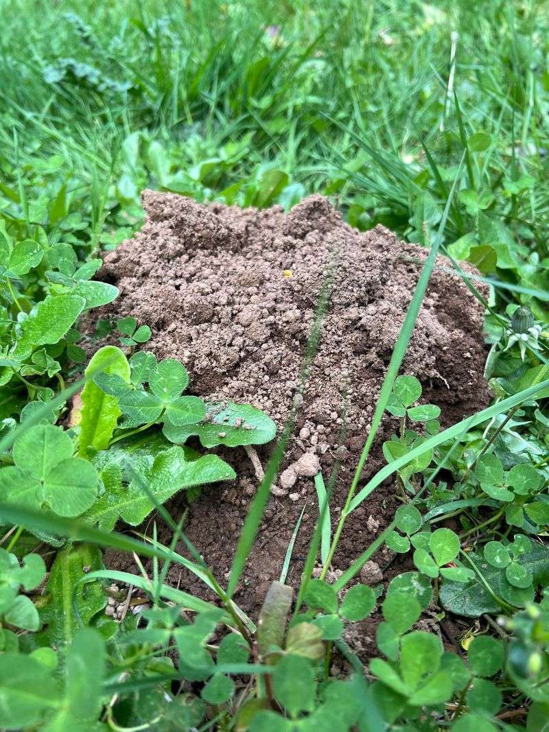 Placing Deer Grass Where Tunnels Usually Start Placing Deer Grass Where Tunnels Usually Start