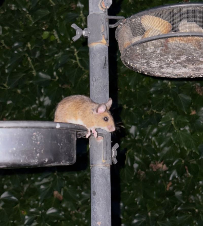 Placing Feeders Too Close To Fences And Sheds Placing Feeders Too Close To Fences And Sheds