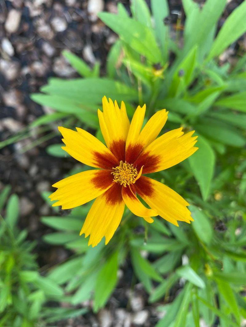 Plains Coreopsis