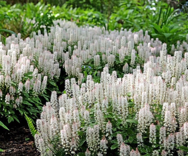 Plan A Gradual Groundcover, Not A One-Season Fill Plan A Gradual Groundcover, Not A One-Season Fill