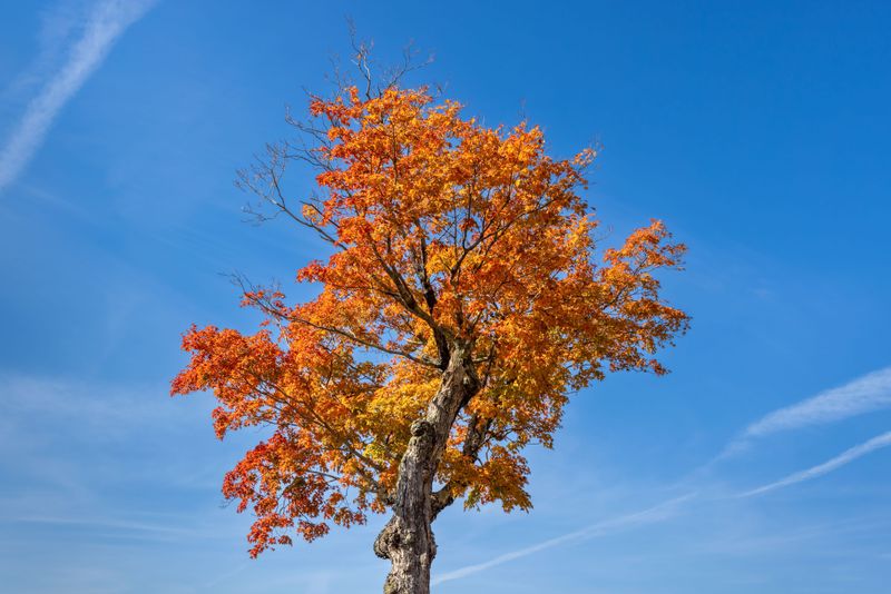 Plan Fall Care For Optimal Color Display Plan Fall Care For Optimal Color Display