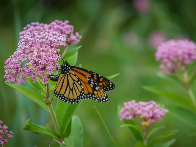 Plan For Pests, Seedlings, And Safety