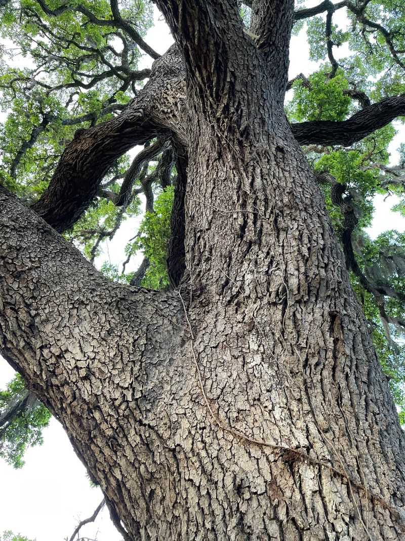 Plan Major Pruning For Fall Or Winter