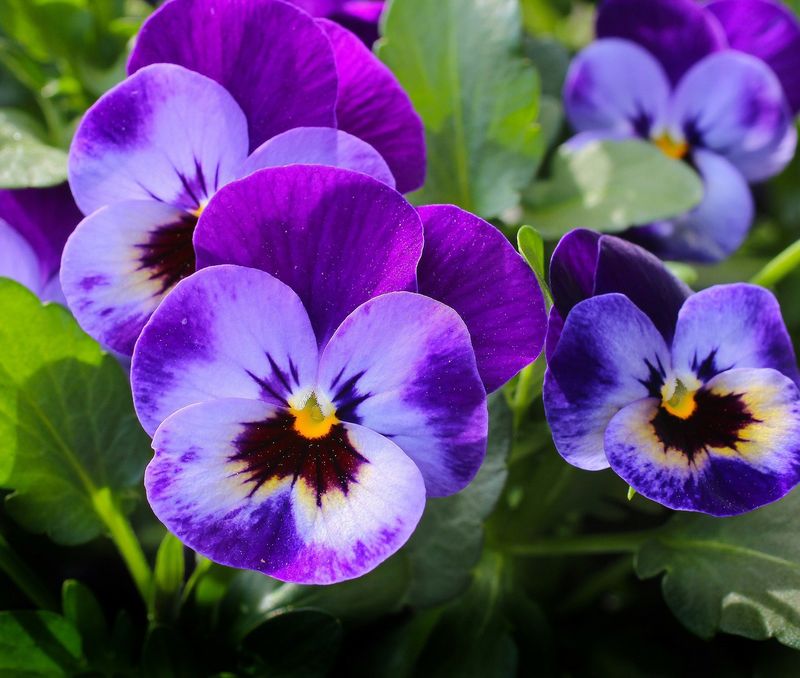 Plan Pansies For The Fall Shift Plan Pansies For The Fall Shift