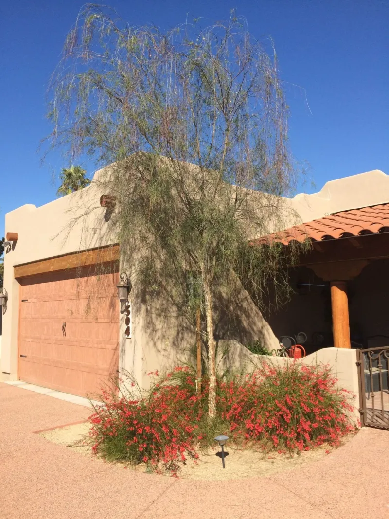 Plan Shade Where Your Yard Needs It Most