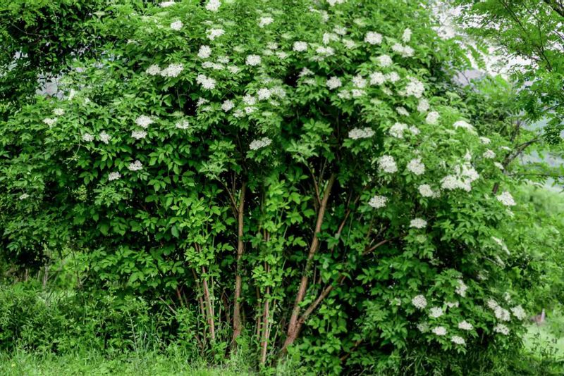 Plan The Planting For Long-Term Success