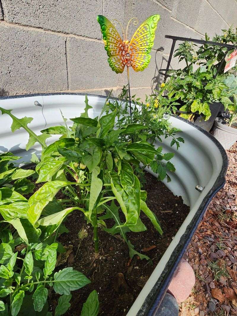 Plan Where Your Cool-Season Crops Will Grow Plan Where Your Cool-Season Crops Will Grow