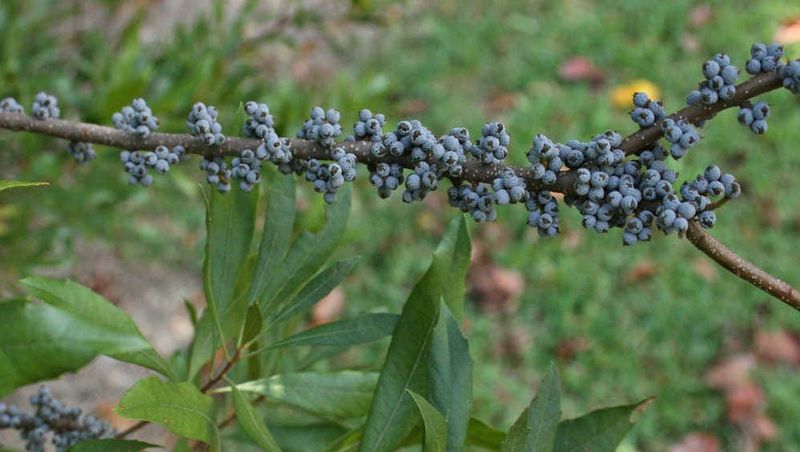 Plan for Berries Instead of Assuming One Shrub Will Feed Birds Plan for Berries Instead of Assuming One Shrub Will Feed Birds