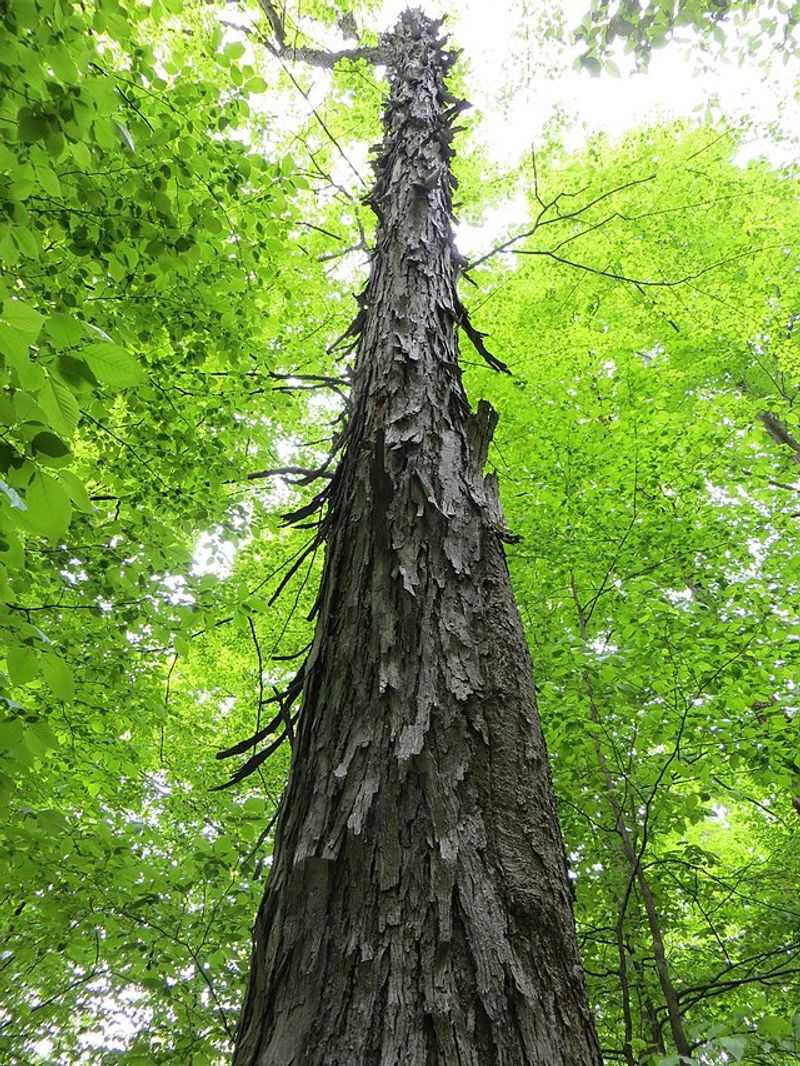 Plan for a Large, Slow-Growing Habitat Tree Plan for a Large, Slow-Growing Habitat Tree