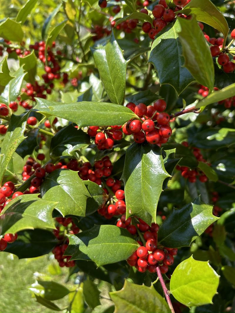 Plant American Holly For Dense Winter Privacy Plant American Holly For Dense Winter Privacy