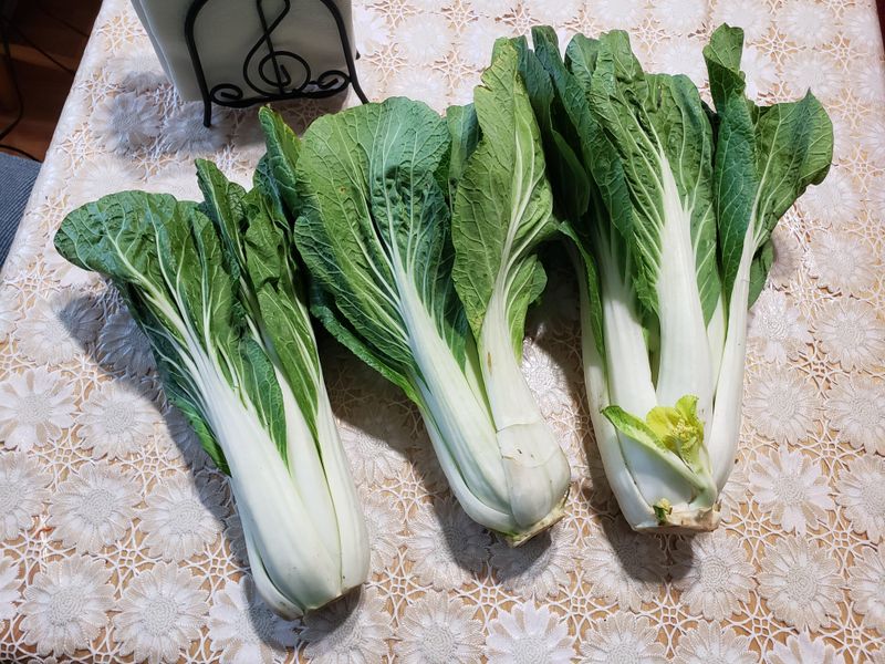 Plant Asian Greens For Fast Fall Leaves