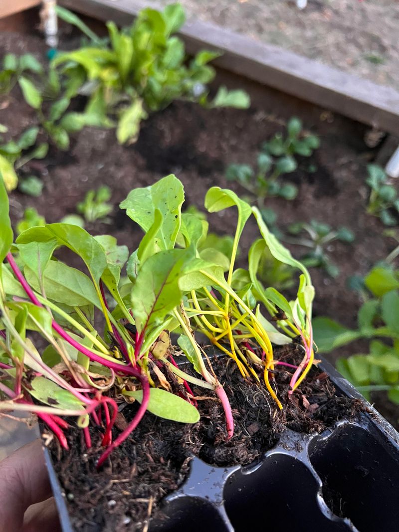 Plant Beets While Soil Stays Warm