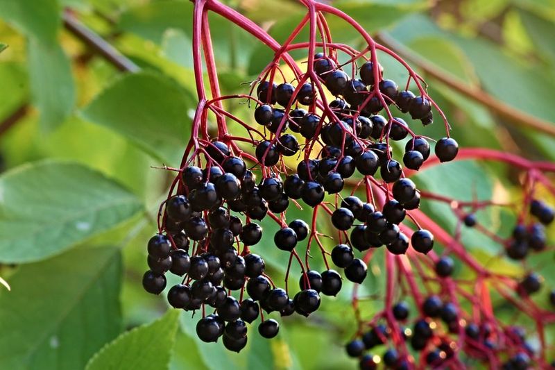 Plant Berry Shrubs For Fall And Winter Food Plant Berry Shrubs For Fall And Winter Food