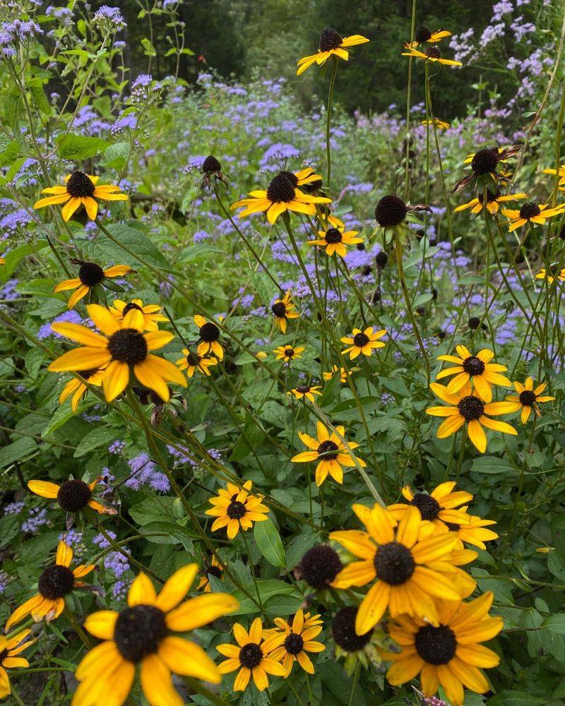 Plant Black-Eyed Susan For Months Of Color