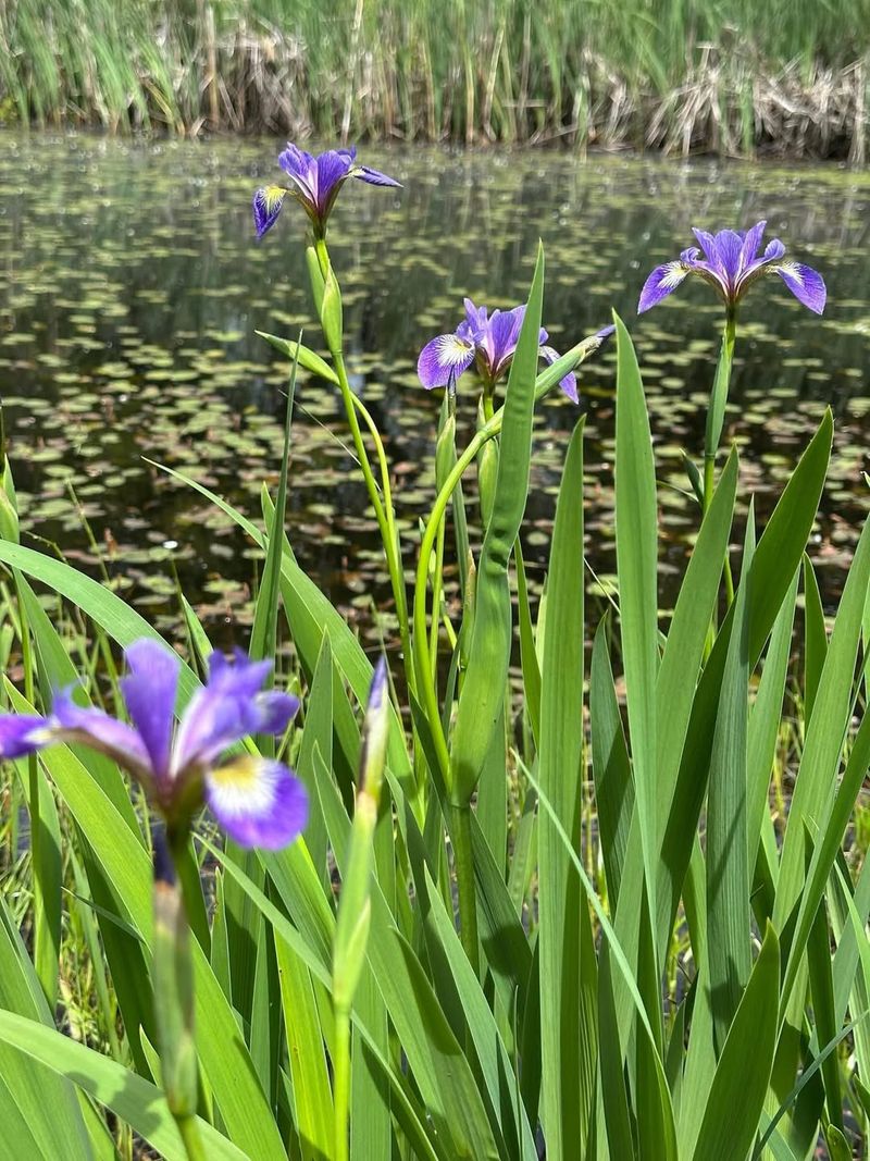 Plant Blue Flag Iris At Pond Edges Plant Blue Flag Iris At Pond Edges