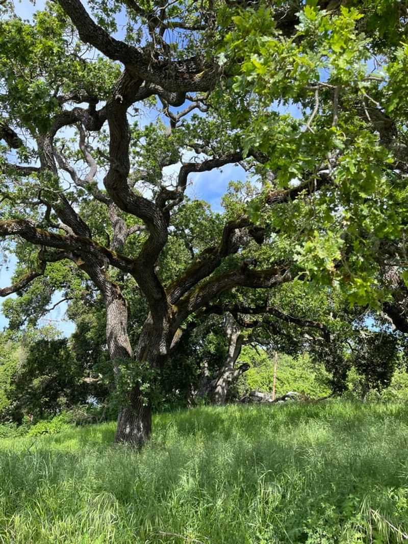 Plant Blue Oak For The Driest Sites Plant Blue Oak For The Driest Sites