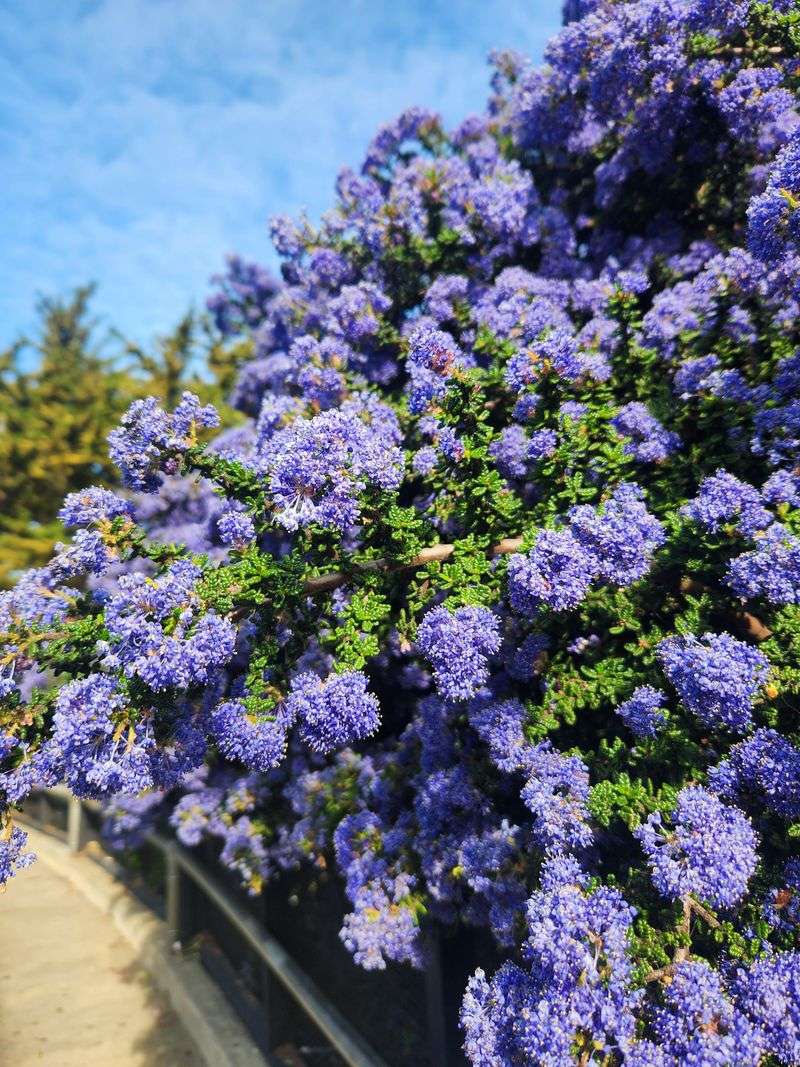 Plant Blueblossom For Airy Blue Flowers